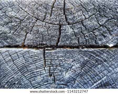 old cracked tree on background