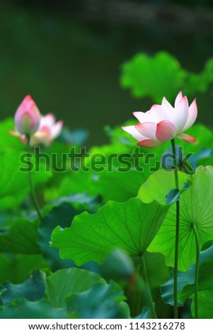 pink lotus flower are blooming in the sunlight.