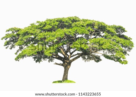 Isolated big green tree isolated on white background,Rain tree,well use editing for decorate in your project garden