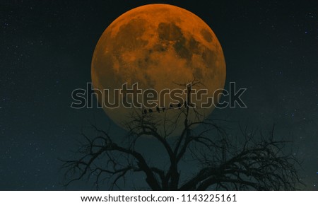 Birds watching red moon while sitting on a dry branch.