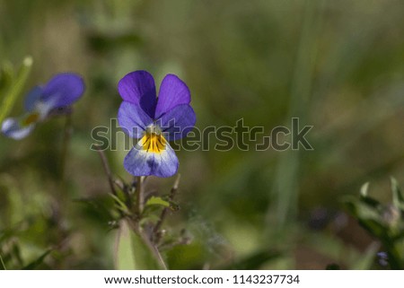 Closeup of pansy flowers, shallow depth of field