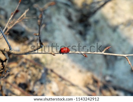 Red bug crawls on wood