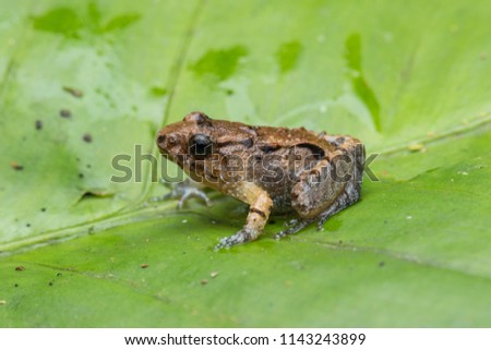 Macro image frog (Smooth Guardian Frog Limnonectes palavanensis) of Sabah, Borneo island on a green leaf