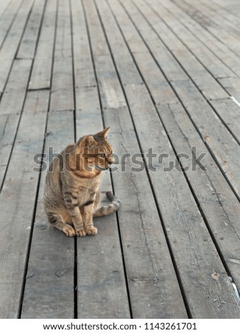 beautiful cat on the background of wooden boards