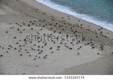Seagulls on the seashore on a calm beach with gentle waves crashing