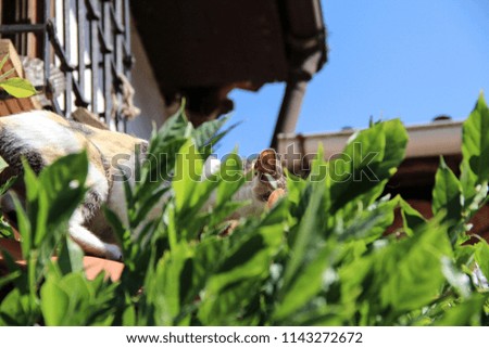 Cat walking about on a roof and hiding behind leaves, Spain