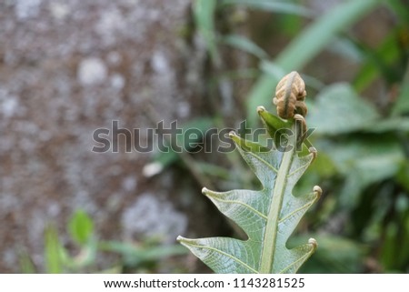 Leaf of Pseudodrynaria coronans or rock ginger fern