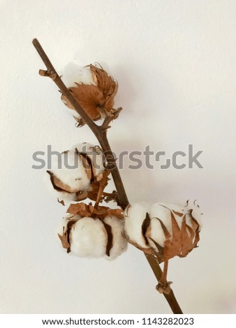 Dry branch with the cotton flowers isolated on the white background.