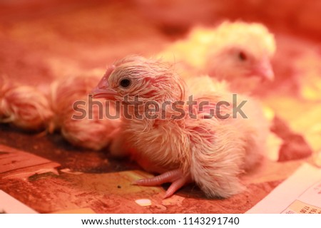 Hatched chicken on egg farm. Small agricultural business for growing hens in cages