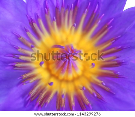 Selective focus of yellow pollen of purple waterlily, can be used for background or Buddhism picture