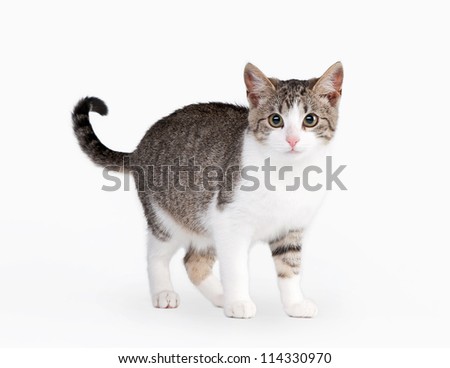 young brown bicolor domestic cat on white background