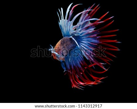 Betta Thailand kind of multi color. It may be called Siamese fighting fish. The motion underwater like dancing. Betta has fantastic color. One of half moon betta