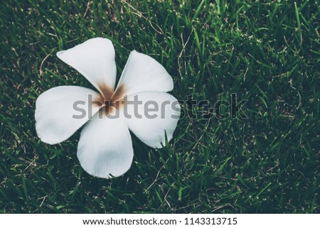 A white frangipani on the dark green grass. 