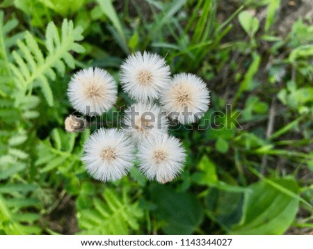 Small dandelions close-up against a background of green grass.
