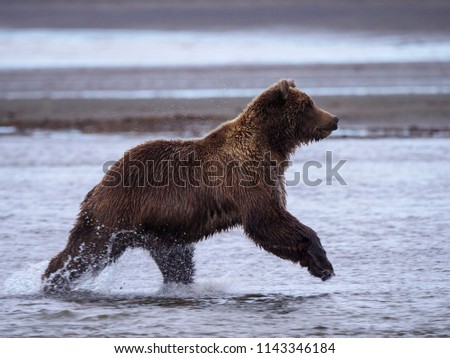 Coastal brown bear, also known as Grizzly Bear (Ursus Arctos) chasing silver salmon or coho salmon (Oncorhynchus kisutch). Cook Inlet. South Central Alaska. United States of America (USA).