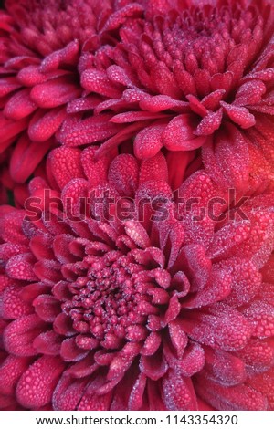 Red chrysanthemum close-up.