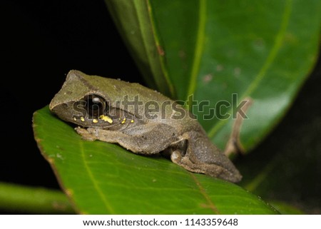 Masked tree frog, Frog, Frog of Borneo ,Close-up of frog of Borneo