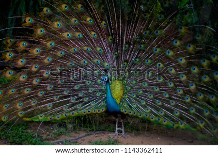 Burung Merak Images And Stock Photos Avopix Com