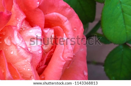 Pink rose closeup with water drops  in the garden