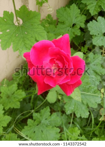 Red rose with natural beauty