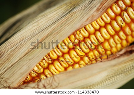 Color picture of a ear of corn