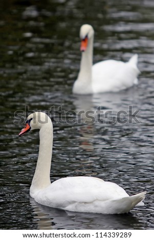 Swans on the lake with black water background