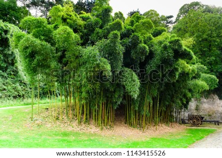 The bamboo grove in the park of the castle Ussé (Château d'Ussé) is also known as the castle of "The Sleeping Beauty". The Castle Ussé is in the top ten castles of the Loire Valley, France