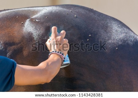 Woman Spraying Blue Disinfectant Substance on the Horseback at the Riding School on Blur Background. Italy