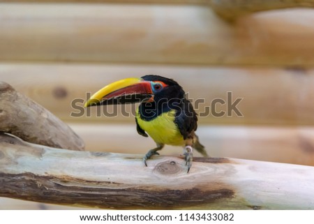 Toucan sits on a branch close-up