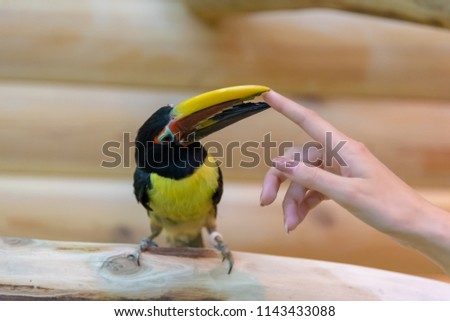 Toucan sits on a branch human hand close-up