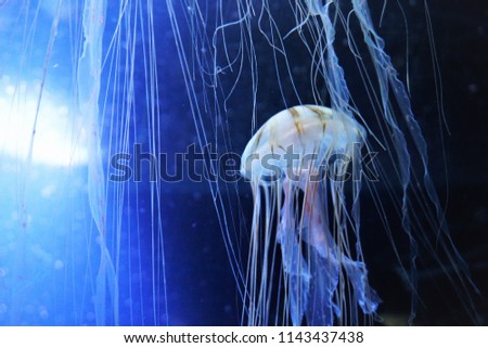 Underwater World. Dark Blue Abstract Blurred Background of Wather and Water Creatures.