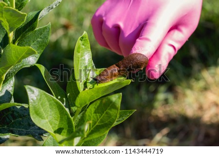 Red Slug ( Arion rufus ). Farmer shows the Large Red Slug  he found on a young blueberry tree. Cause of the most damage in garden. Close up Royalty-Free Stock Photo #1143444719