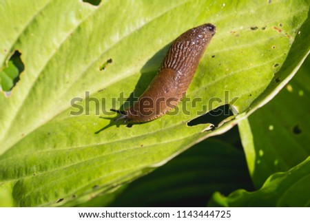 Large Red Slug ( Arion rufus ) attack leaf of a flowers. Cause of the most damage in garden. Agricultural pest.
 Royalty-Free Stock Photo #1143444725