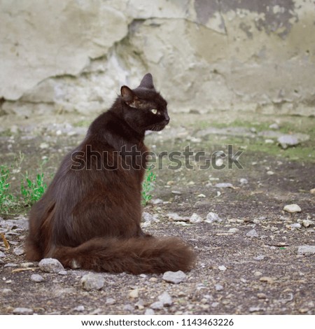 black cat sits amid the crumbling wall of the house The concept of homelessness and the stone jungle
