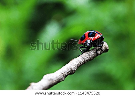 Red beetle (Pyrrhocoridae) on green foliage.