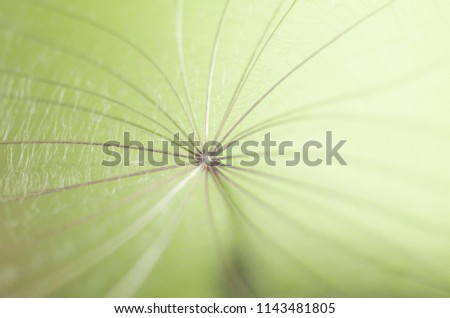 Macro photography of the dandelion seed in the form of rays diverging from a single center, interwoven with white fluff. Macro. Close-up. Low depth of field.