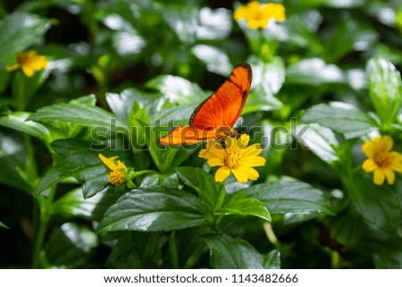 Close up of a colorful butterfly leaning on a flower or a plant. Concept of: colors, animals, magic.