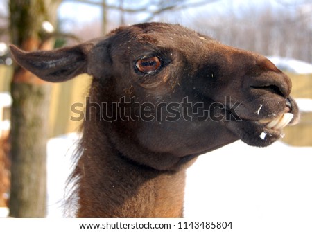 
The llama (Lama glama) is a South American camelid, widely used as a meat and pack animal by Andean cultures since pre-Hispanic times.
