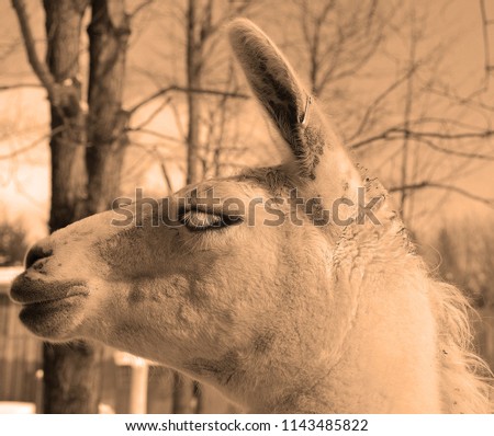
The llama (Lama glama) is a South American camelid, widely used as a meat and pack animal by Andean cultures since pre-Hispanic times.
