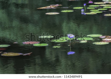 lily flower pond in umi jigoku, beppu, japan, Beautiful lily flowers blossoming in the pond near by umi jigoku.