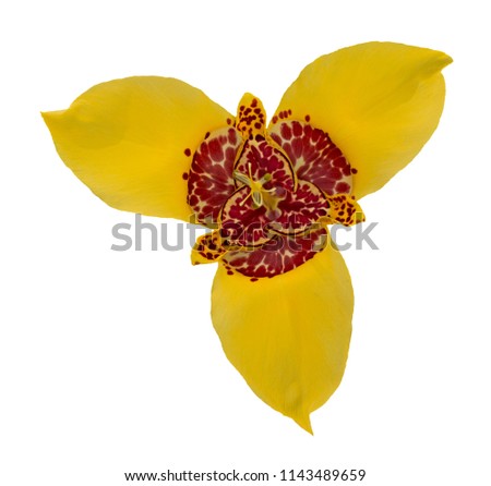 Yellow flower of tigridia pavonia isolated on white background. The flowers of the plant open in the morning and close when it starts to twilight. Different flowers are opened every day. From above.
