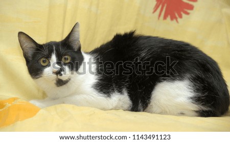 black and white cat on a yellow background portrait