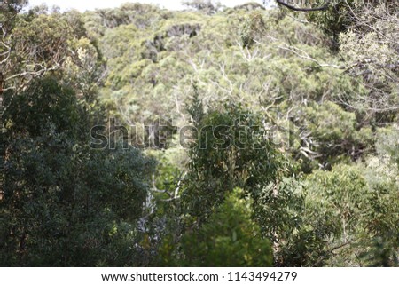 Australian bushland woodland with Eucalyptus trees, Port Stephens, NSW, Australia