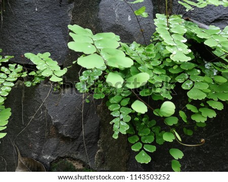 Adiantum capillus-veneris, Southern maidenhair fern, black maidenhair fern, maidenhair fern, venus hair fern
