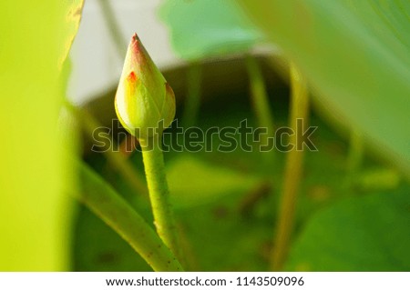 Closeup background of beautiful blossom fresh red - green little lotus with green leaf in summer