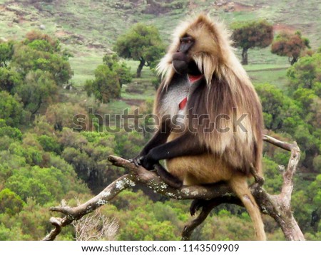                     Gelada babboon in Simian mountains in Ethiopia           