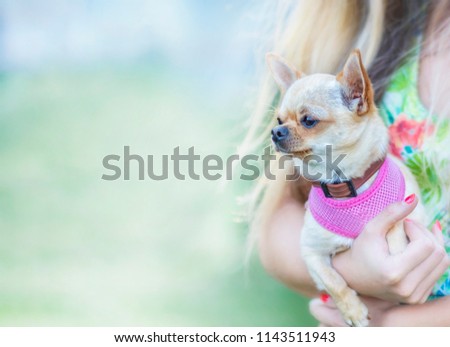 It is background with small dog. Small light brown chihuahua with pink  harness in girls hands. There is light green and blue background. Background is light colorful. 
