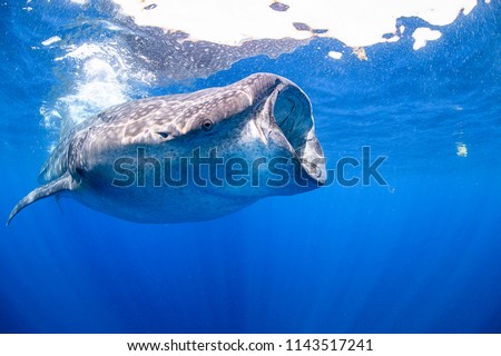 Whale Sharks Swimming in Blue Waters of Isla Mujeres, Mexico Royalty-Free Stock Photo #1143517241