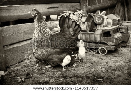 Rural courtyard. In the frame, a hen is a hen's mother of small newborns. Next to the old retro children's toys. Horizontal frame. Photographed in Ukraine, Kharkiv region. Black and white image