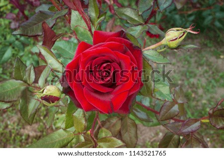Bud red rose close-up, flower bed